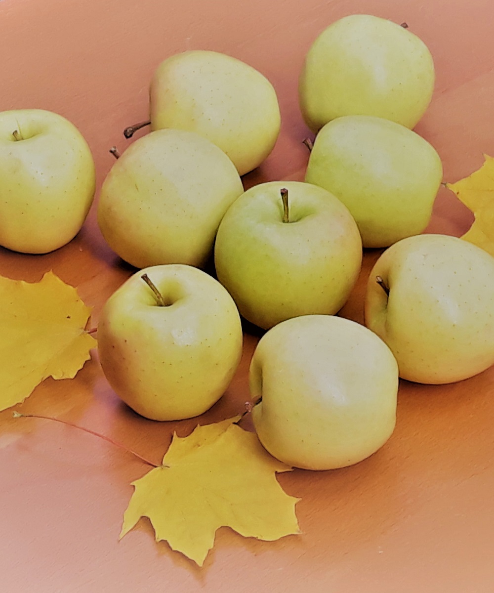 Golden Delicious apples are some of the many little miracles of autumn.