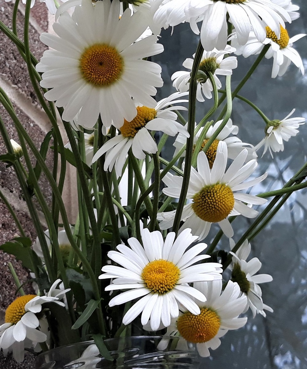 Daisies symbolize innocence, purity, loyalty, patience, and simplicity.