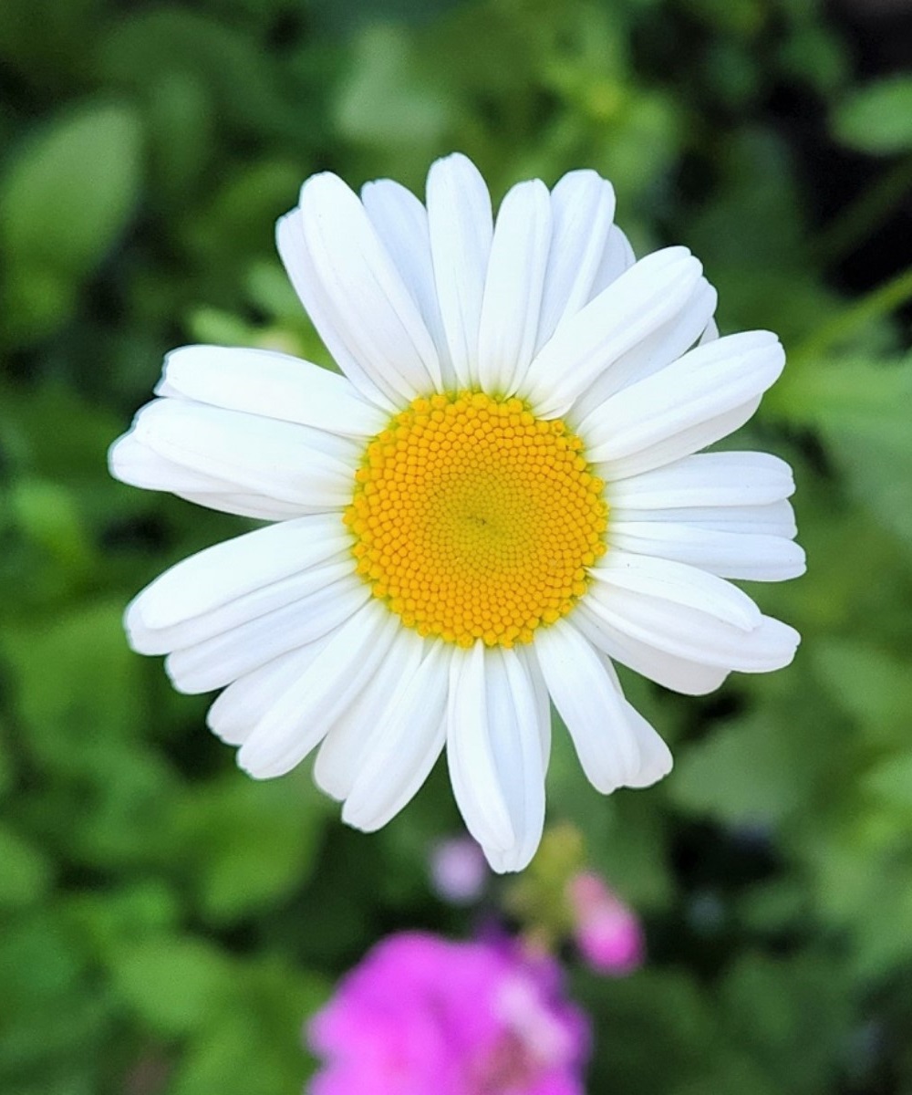 A daisy that reminds me of a poem by William Wordsworth