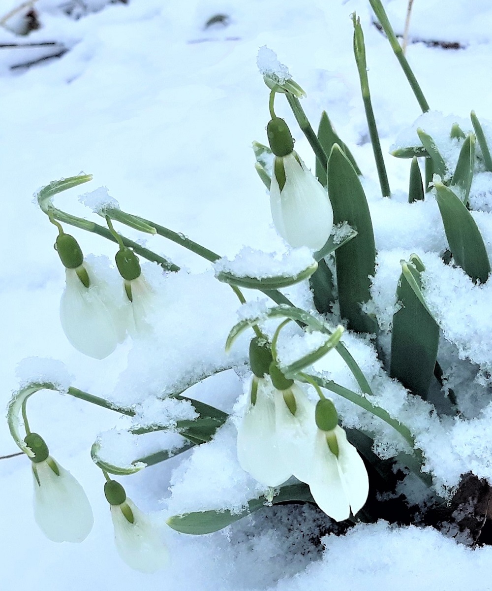 Thinking of the snowdrops of my childhood